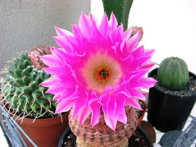  been a cactus fancier for 45 years,this is the finest bloom to date.